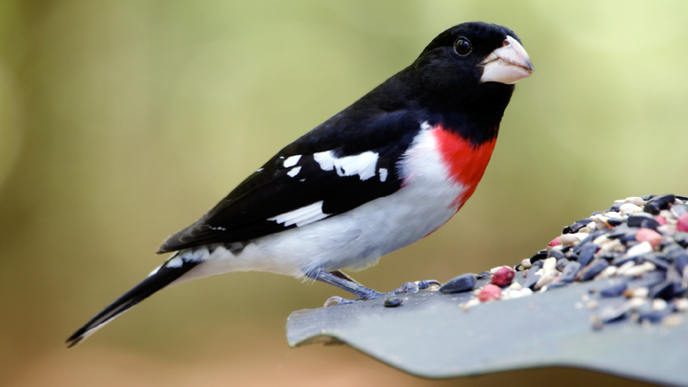 Vogelhäuschen selber bauen