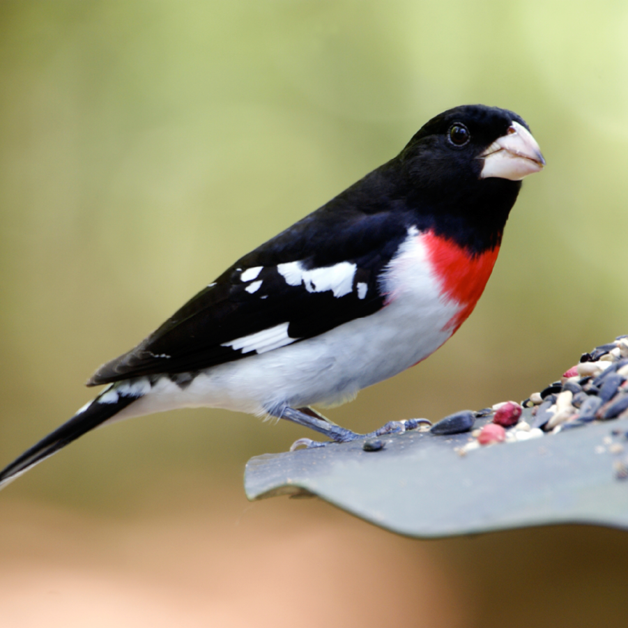 Vogel wird gefüttert