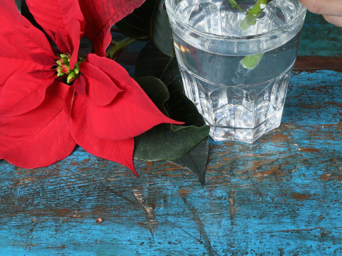 Adventskranz basteln mit Weihnachtssternen