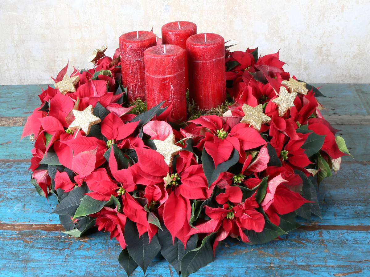 Adventskranz mit roten Weihnachtsblumen