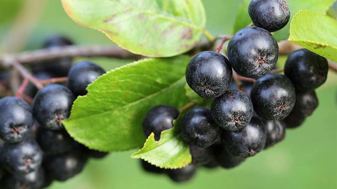 Aronia-Drinks: Ideen mit Schwarzer Apfelbeere