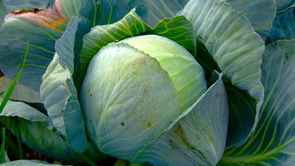 Weißkohl zubereiten: Diese Varianten gibt es