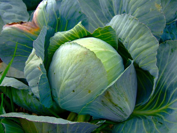 Weißkohl: So wird das Gemüse richtig zubereitet