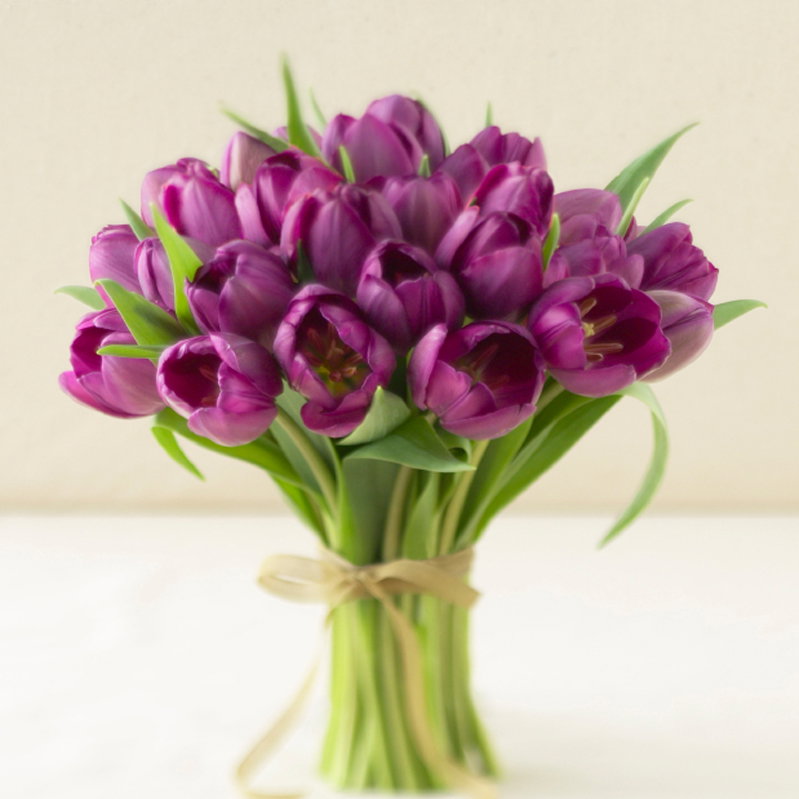 Lila Tulpen