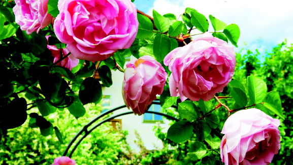 Im Reich der Rosen  