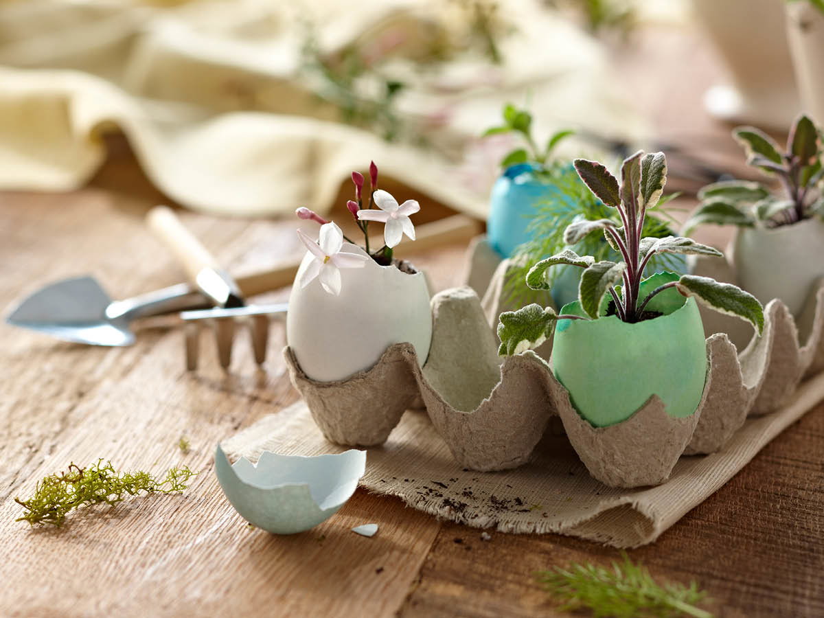 Kleine Pflanzen in bemalten Eierschalen für Ostern
