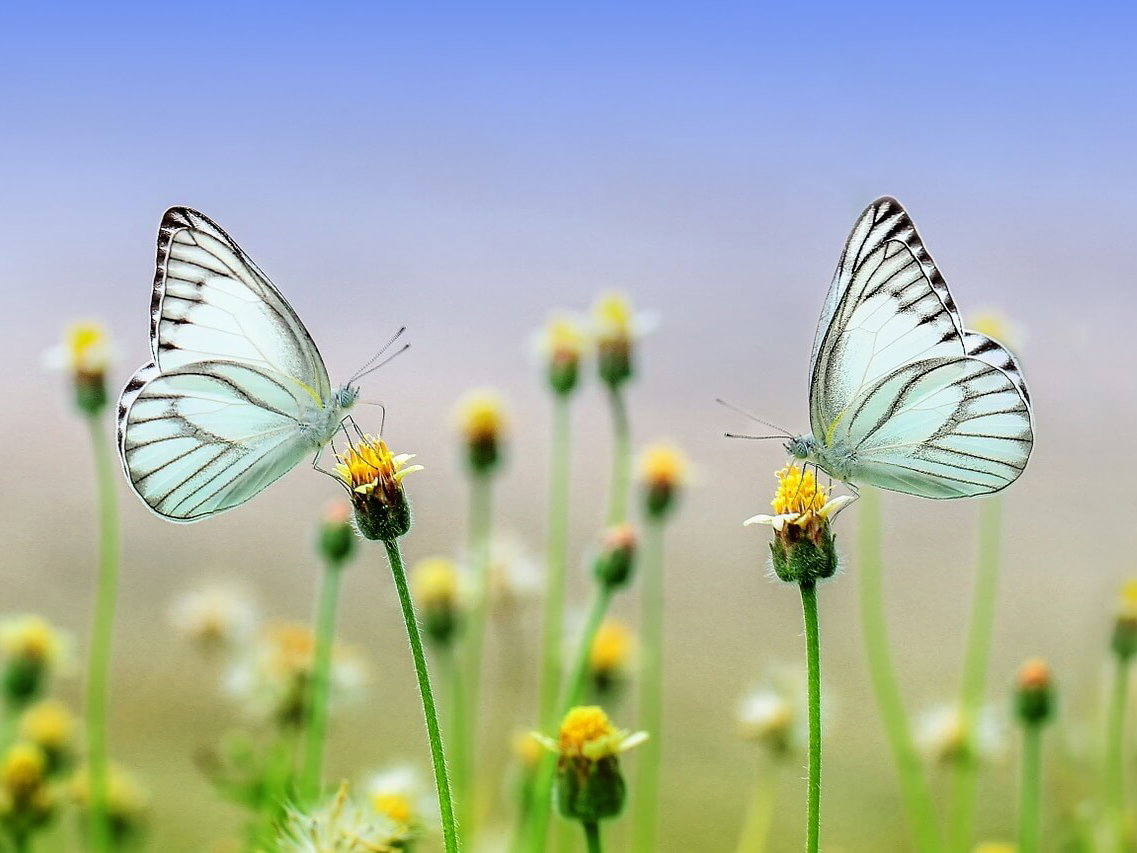 Grußkarte Frühling als Download