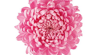 Blumen pflücken