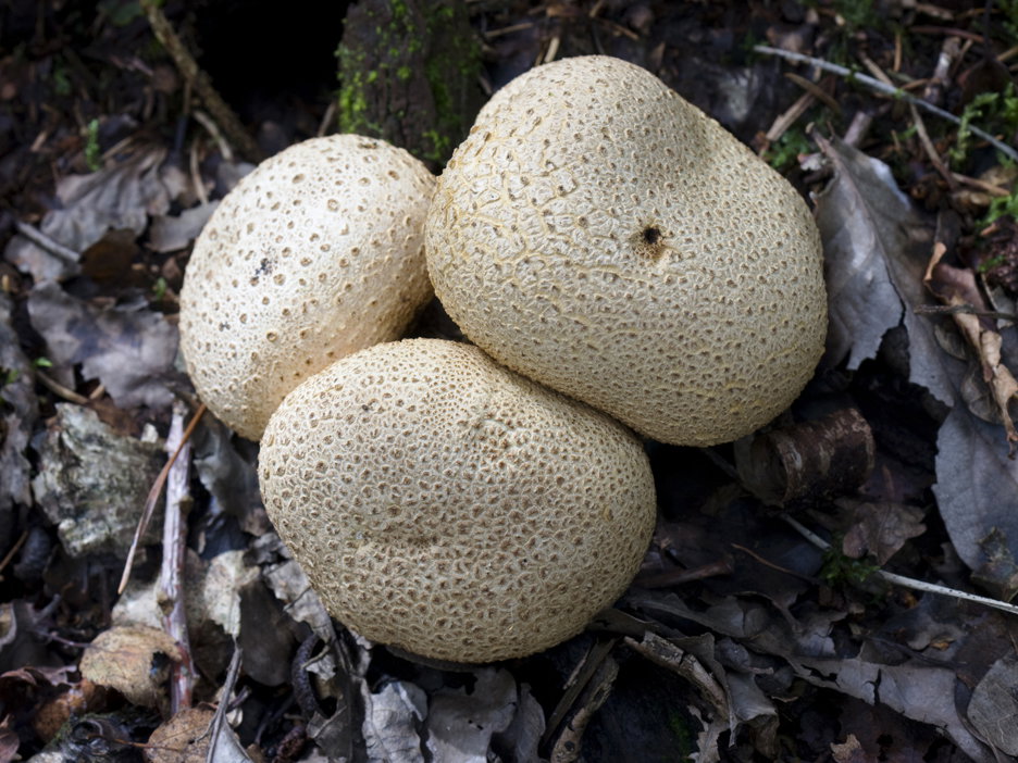 Dickschaliger Kartoffelbovist