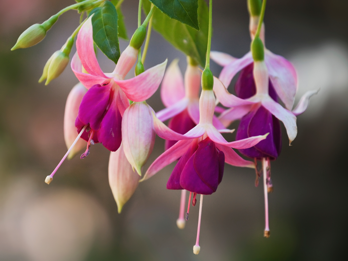 Fuchsien eigenen sich auch Balkonblumen - Erfahren Sie mehr über Balkonblumen in unserem Artikel