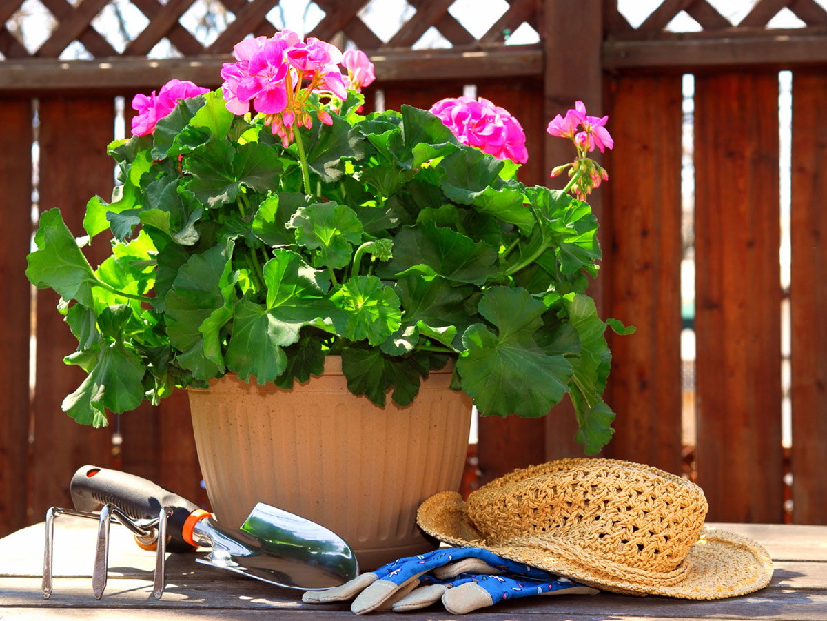 Wunderschöne Geranien, passen sogar auf den Balkon - Lesen Sie unseren ganzen Artikel