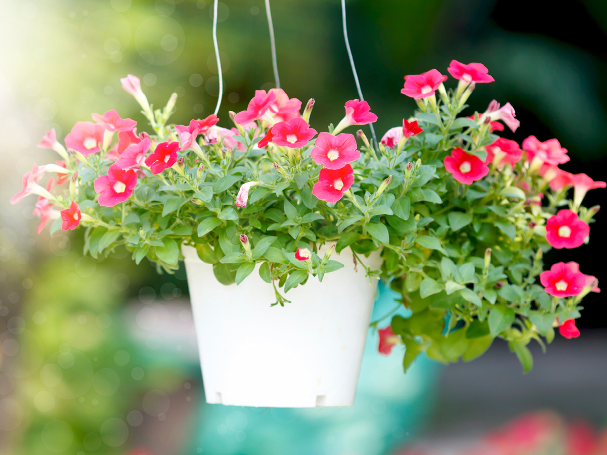 Petunien sind schöne Blumen, die auch ideal auf den Balkon passen.