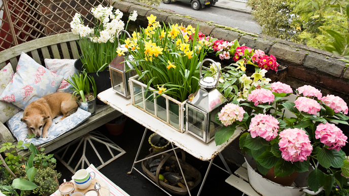 Balkon im Februar: 7 Tipps, wie Sie alte Pflanzen hübsch machen