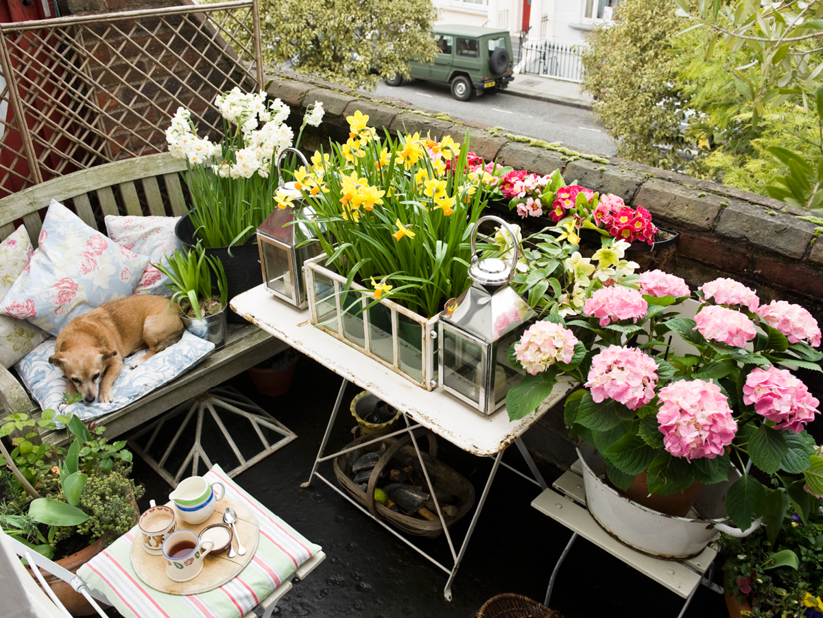 Die schönsten Balkonblumen - Riskieren Sie einen Blick!