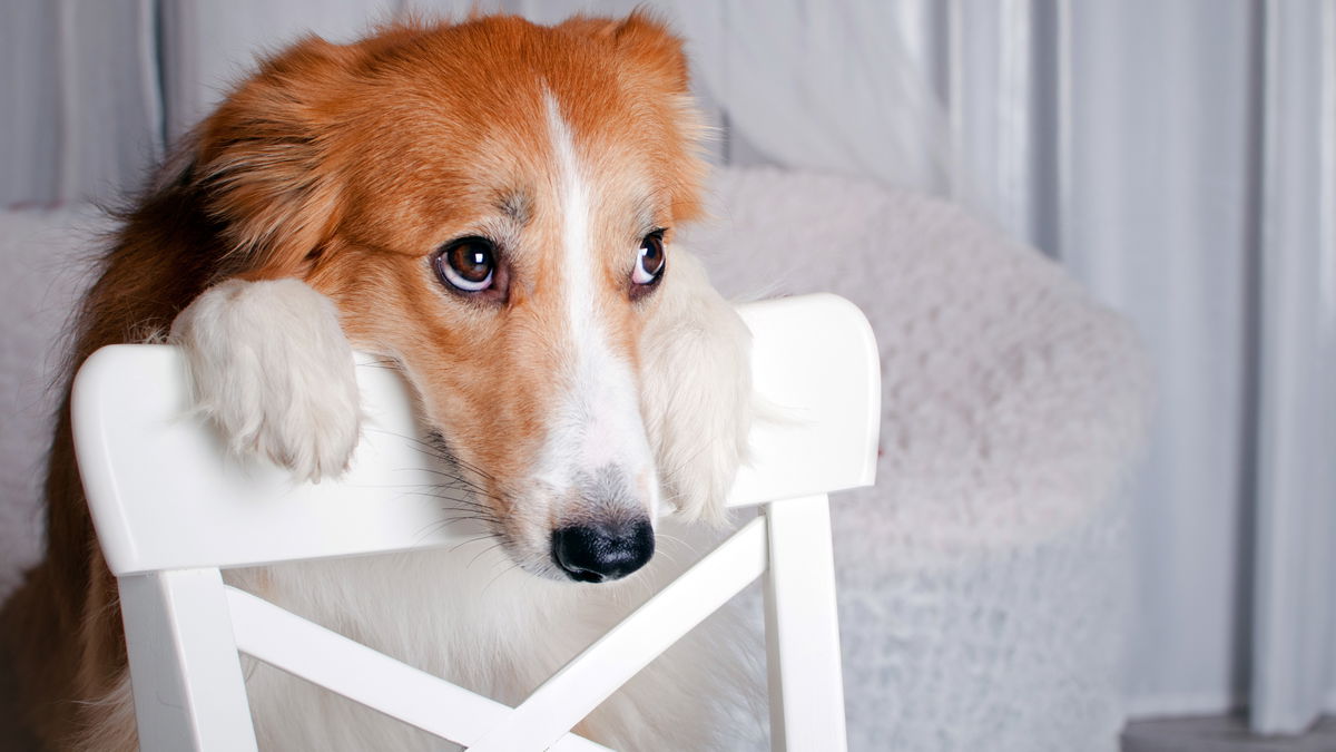 Diese Lebensmittel dürfen Hunde auf keinen Fall fressen