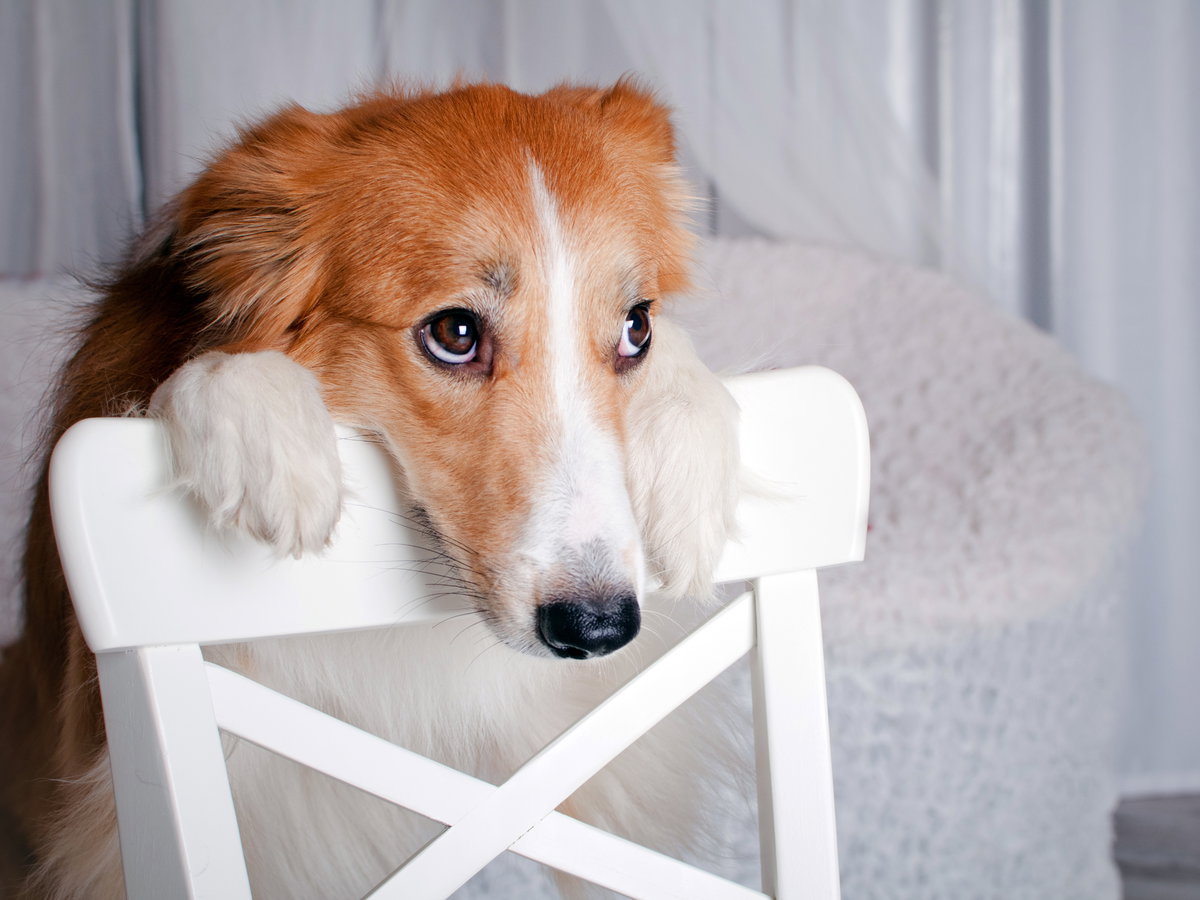 Diese Lebensmittel dürfen Hunde nicht fressen: Hund schaut treu