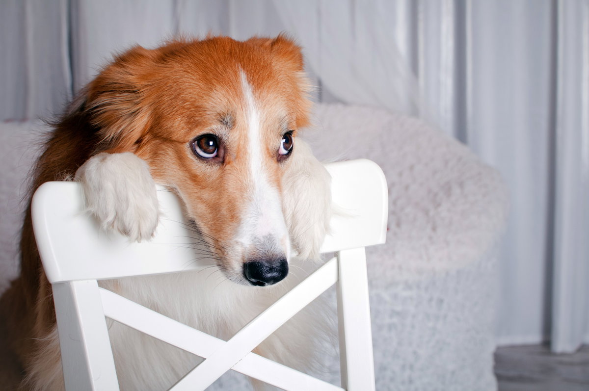 Diese Lebensmittel dürfen Hunde nicht fressen: Hund schaut treu