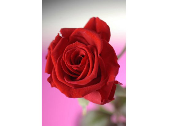 ewige Rose Geschenk zum Jahrestag
