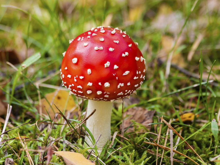 Fliegenpilz