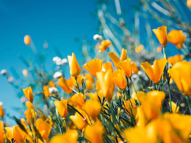 Frühling