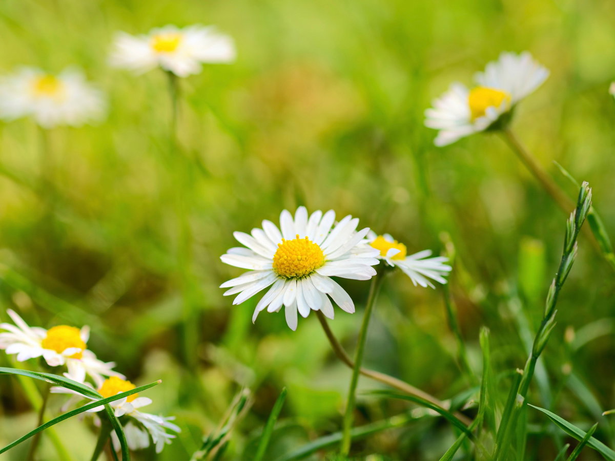 Gänseblümchen
