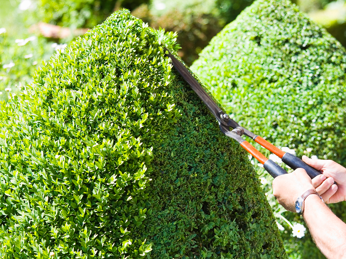 Eine Heckenschere stutzt die Hecke
