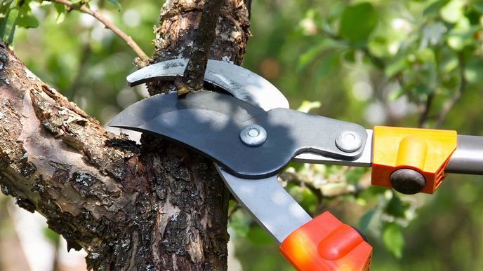 Gartenschere schärfen: So funktioniert es