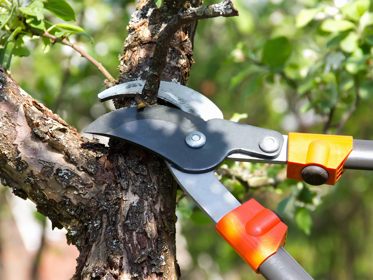 Eine Astschere darf im Garten nicht fehlen