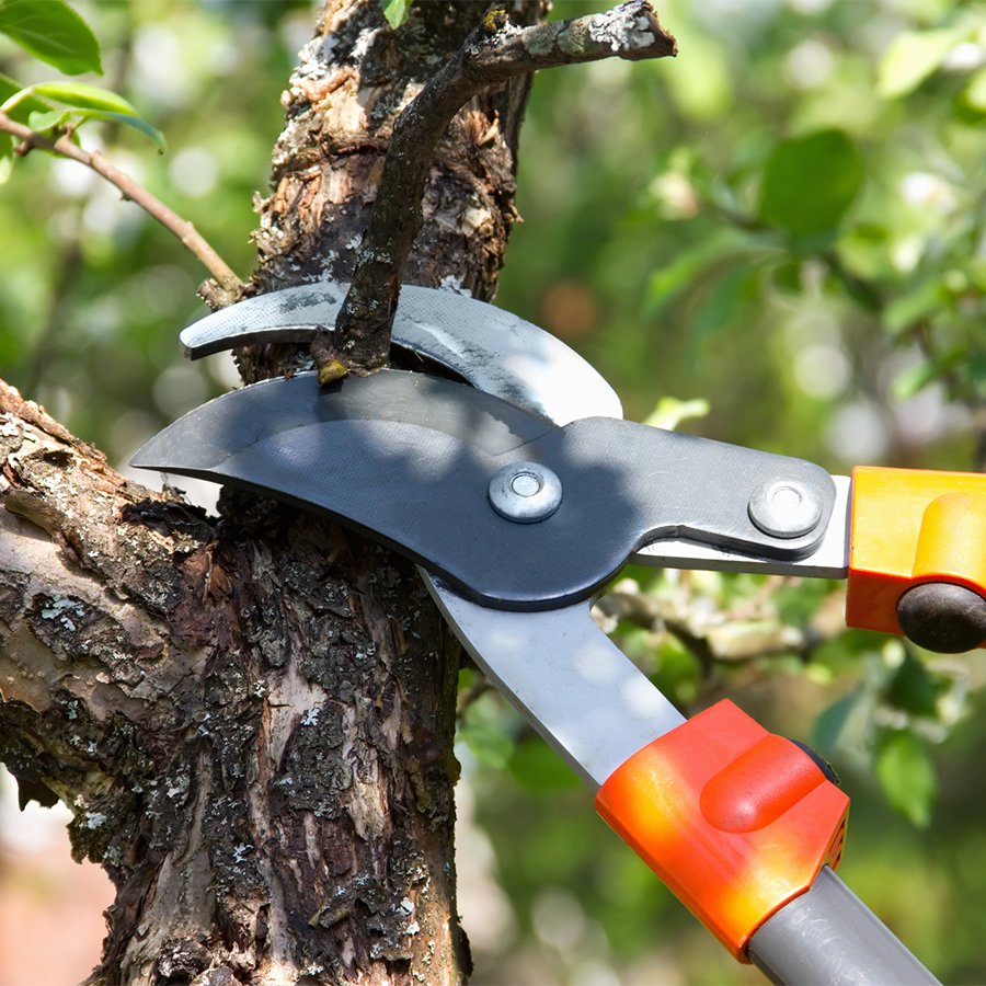 Eine Astschere darf im Garten nicht fehlen