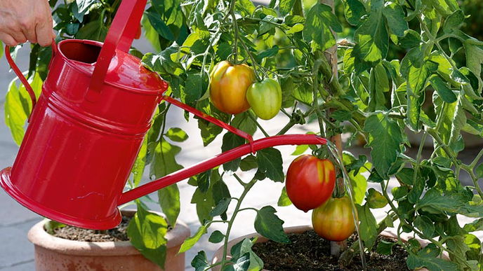 Richtiges Einpflanzen und Umtopfen von Obst und Gemüse
