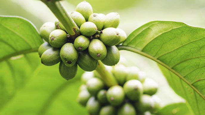 Grüner Kaffee: ein gesunder Schlankmacher?