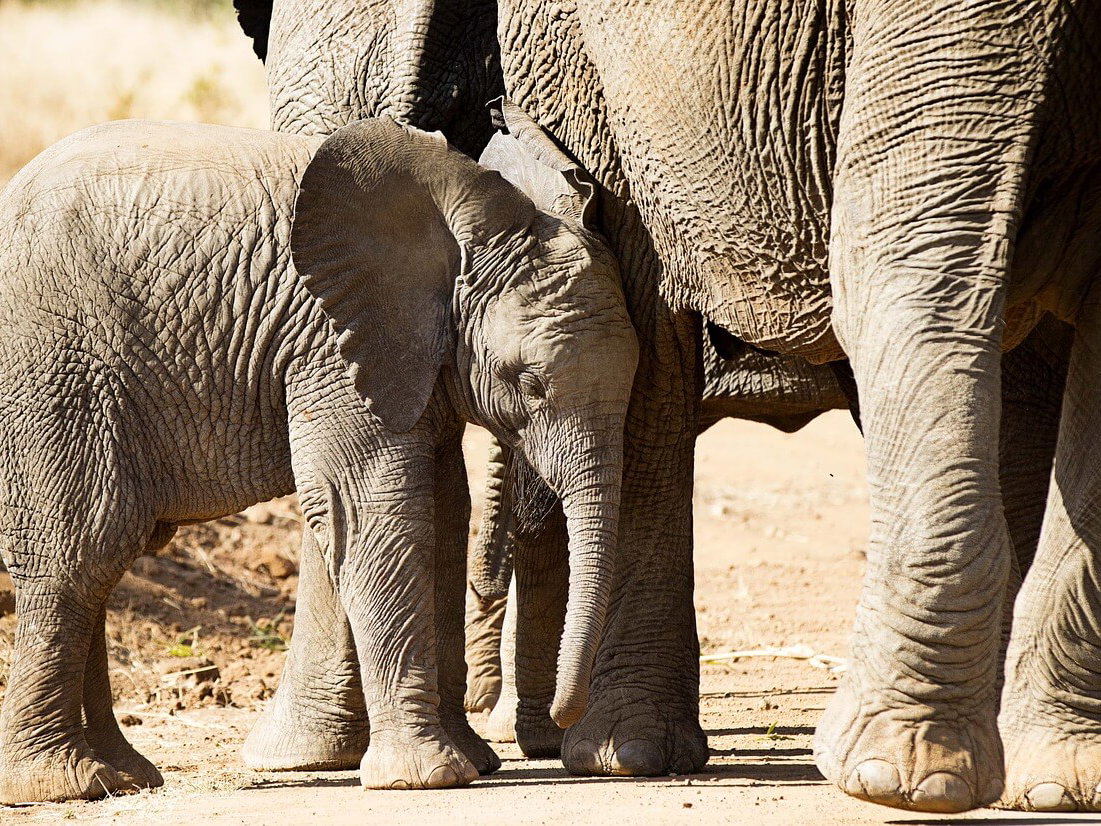 Gratis Grußkarten: süße Tierkinder-Motive versenden
