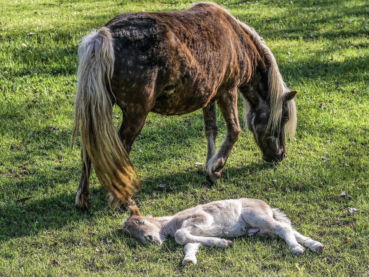 Gratis Grußkarten: süße Tierkinder-Motive versenden