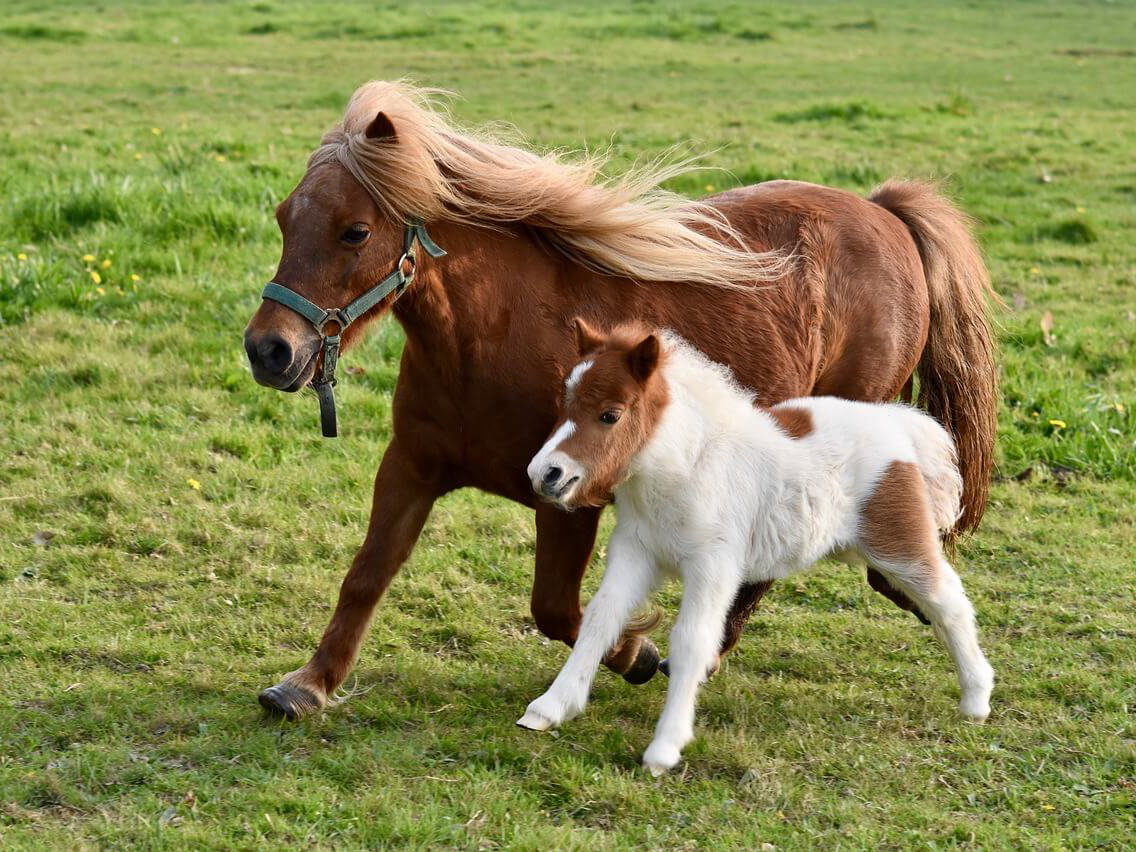 Gratis Grußkarten: süße Tierkinder-Motive versenden