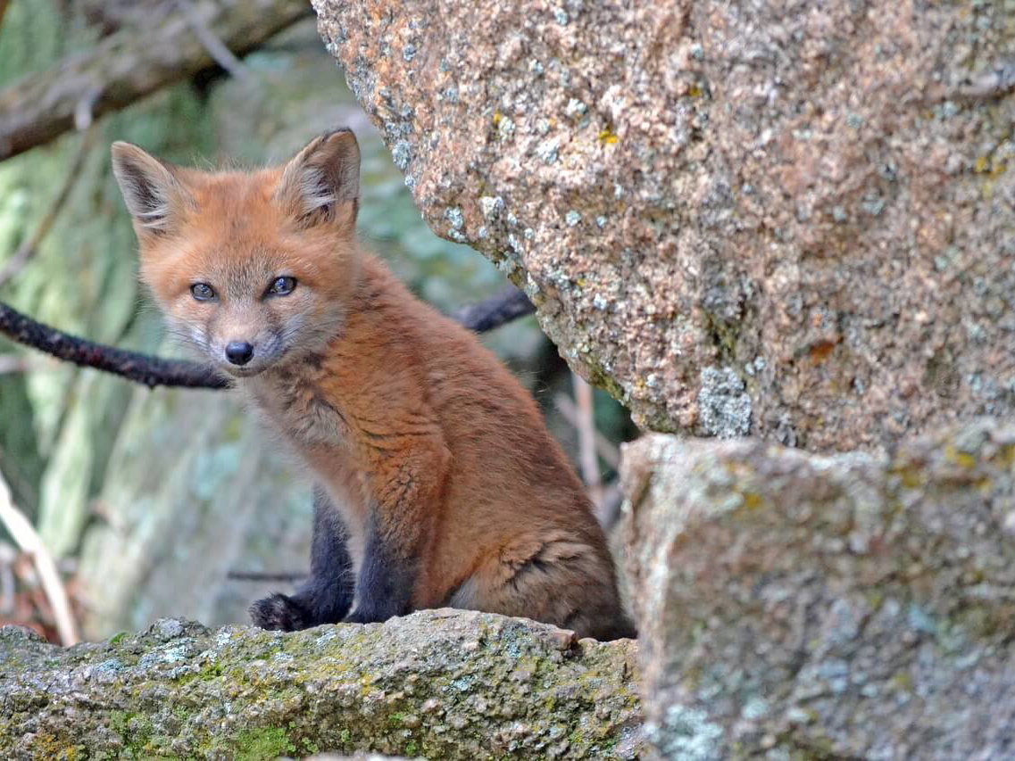 Gratis Grußkarten: süße Tierkinder-Motive versenden