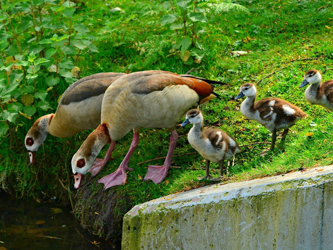 Gratis Grußkarten: süße Tierkinder-Motive versenden