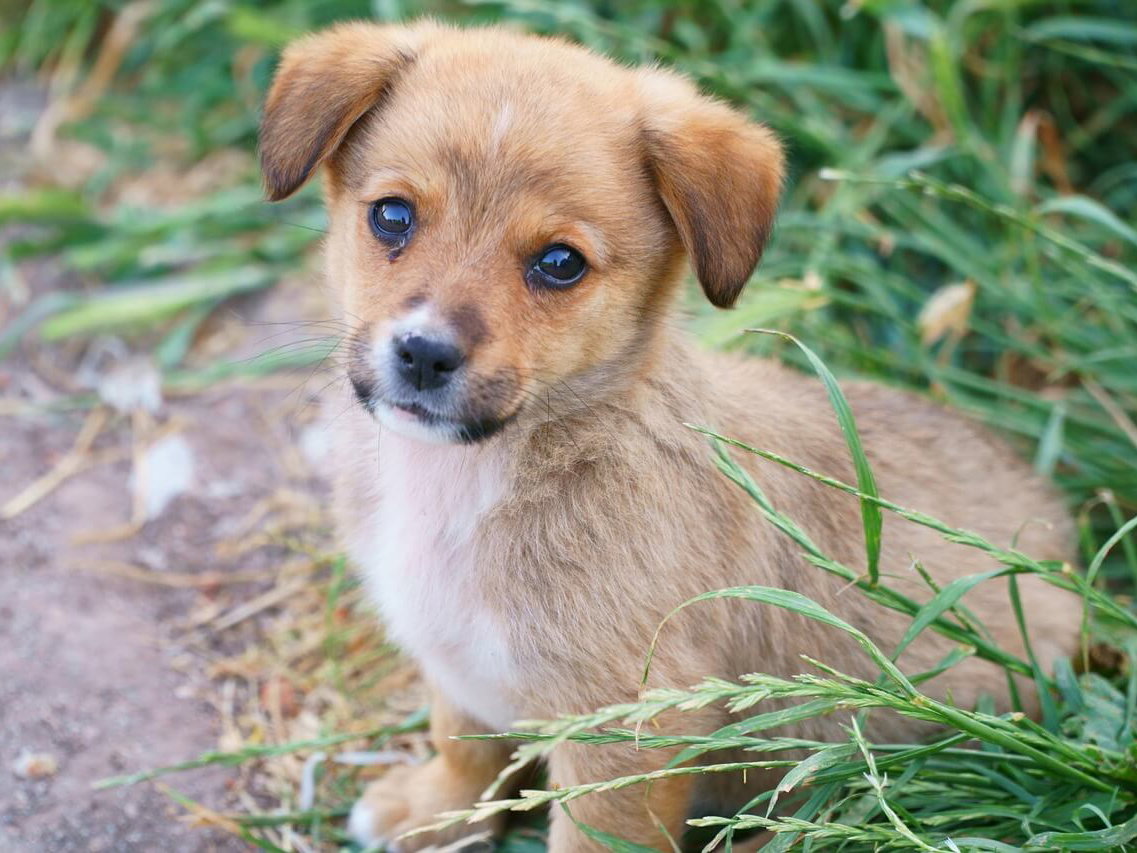Gratis Grußkarten: süße Tierkinder-Motive versenden