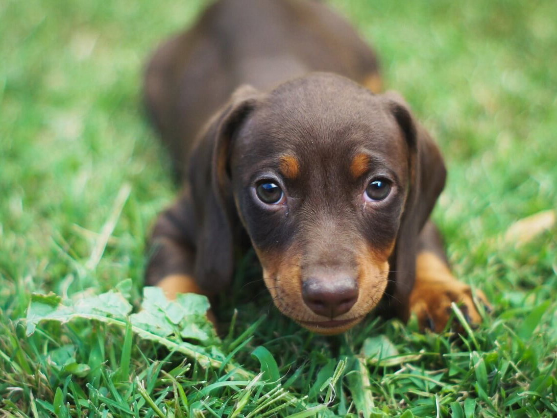 Gratis Grußkarten: süße Tierkinder-Motive versenden