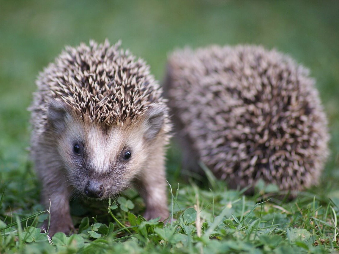 Gratis Grußkarten: süße Tierkinder-Motive versenden