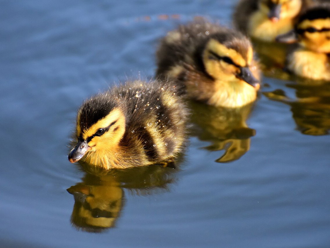 Gratis Grußkarten: süße Tierkinder-Motive versenden