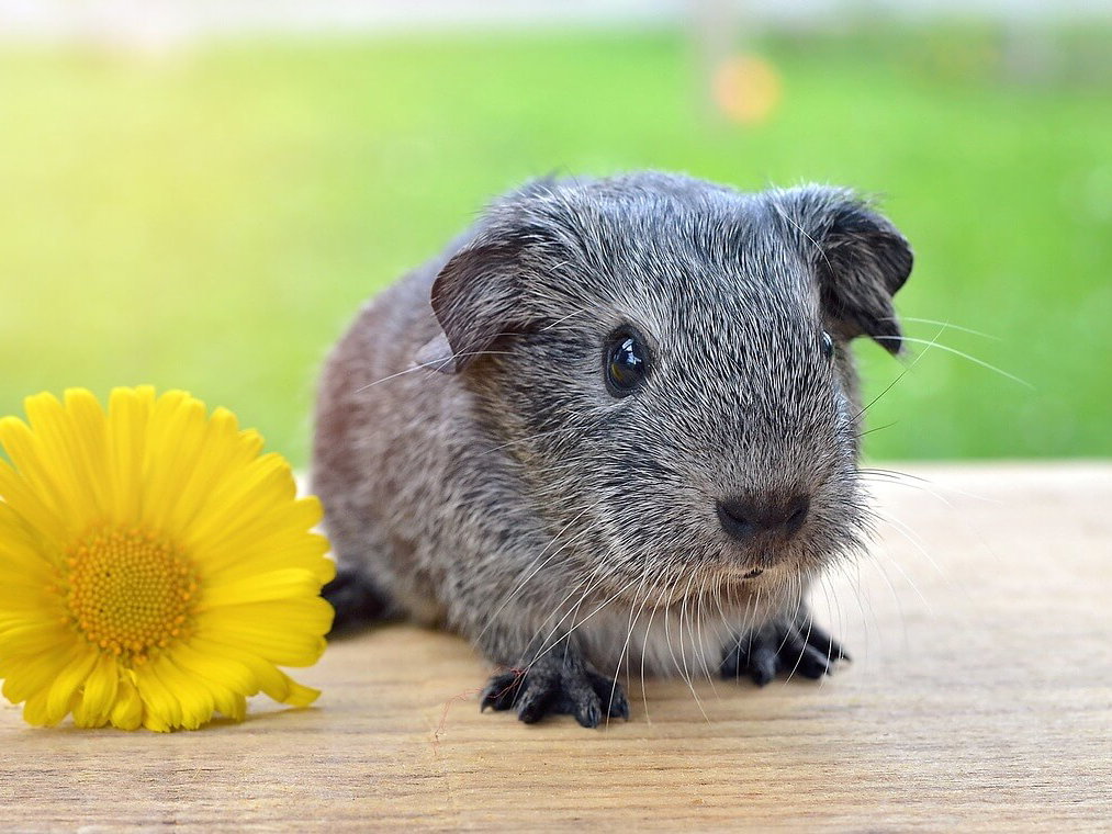 Gratis Grußkarten: süße Tierkinder-Motive versenden