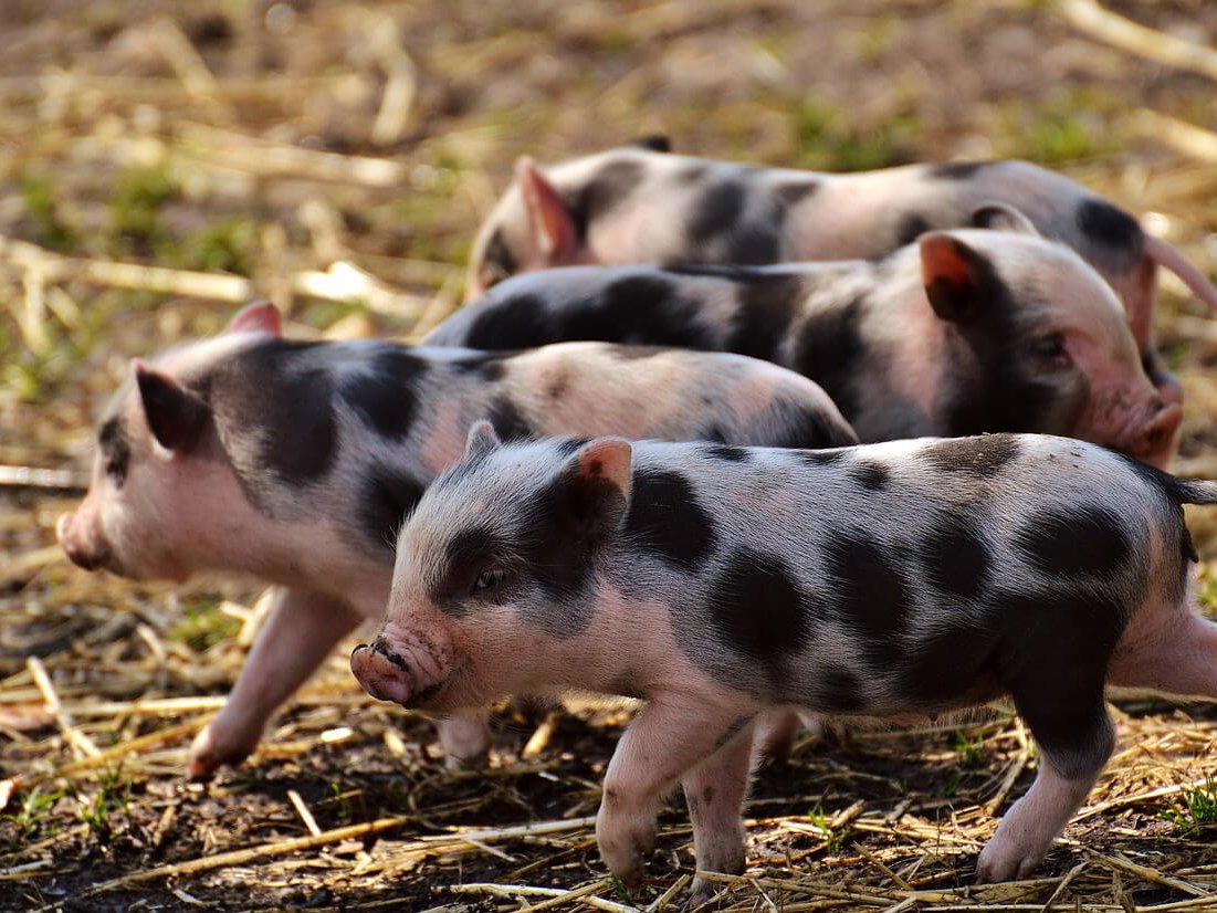 Gratis Grußkarten: süße Tierkinder-Motive versenden