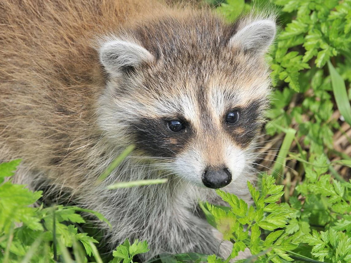 Gratis Grußkarten: süße Tierkinder-Motive versenden