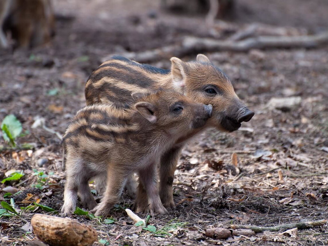 Gratis Grußkarten: süße Tierkinder-Motive versenden