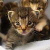 Süße Grußkarten mit Tierkindern versenden!