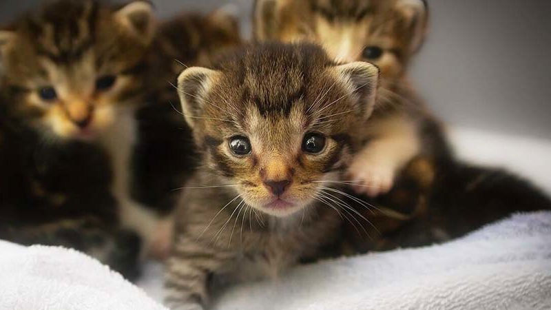 Süße Grußkarten mit Tierkindern versenden!