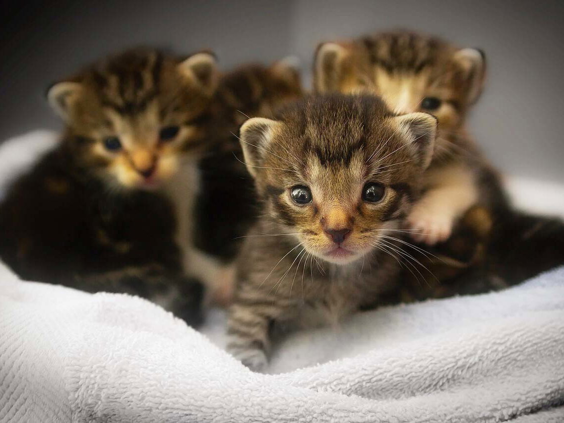 Gratis Grußkarten: süße Tierkinder-Motive versenden