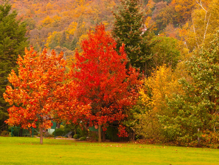Bäume in schönen Herbstfarben