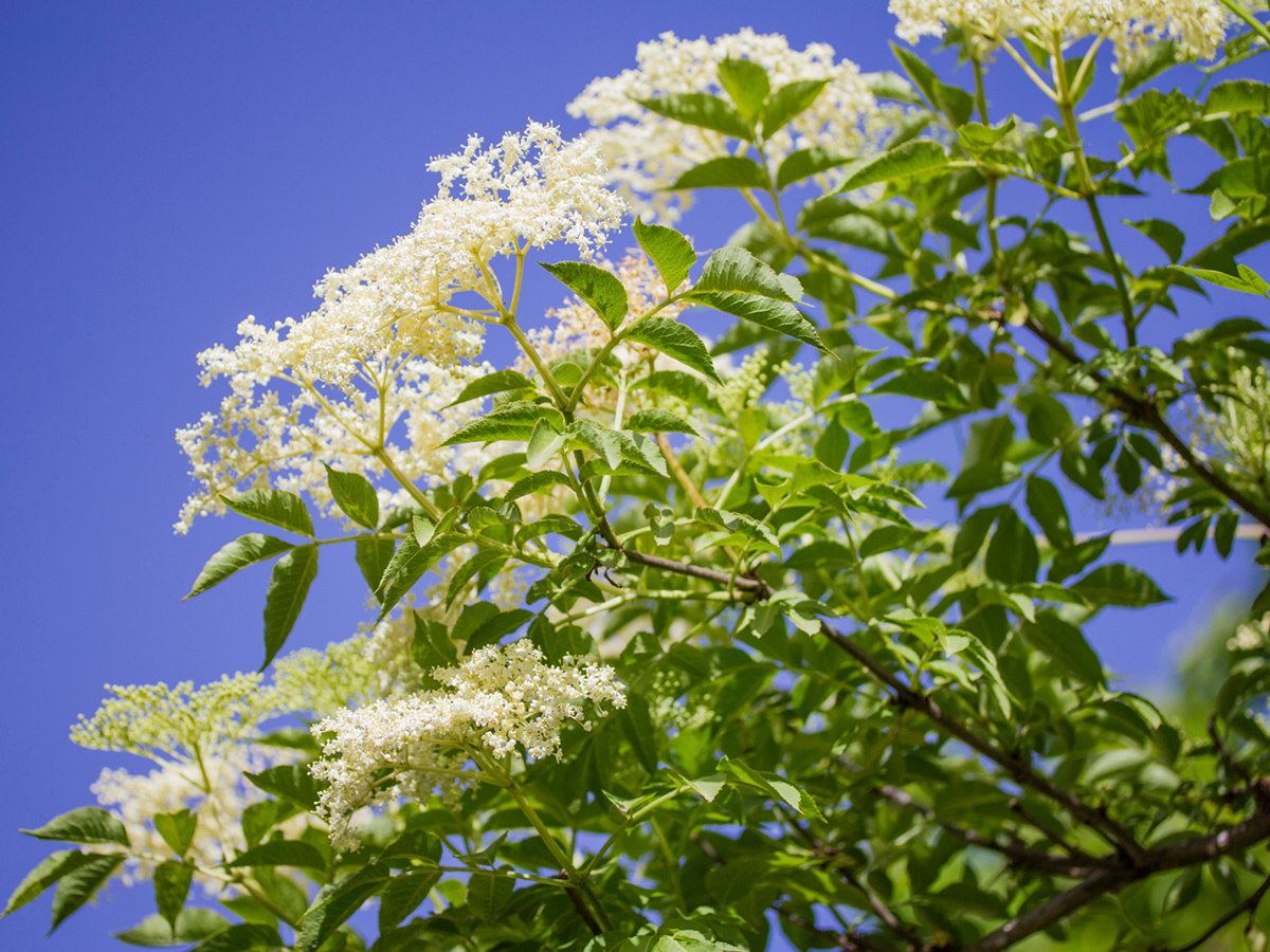 Holunderblüten