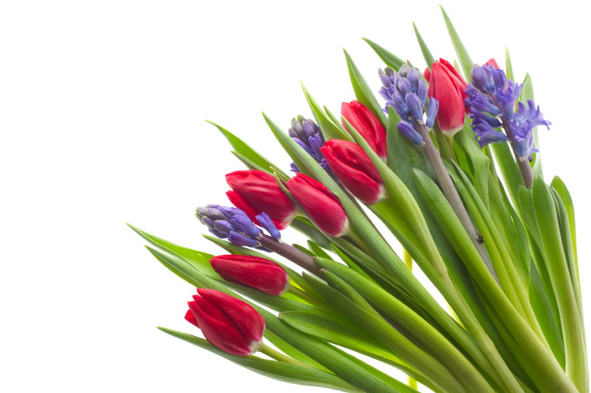 Tulpen und Hyzinthen